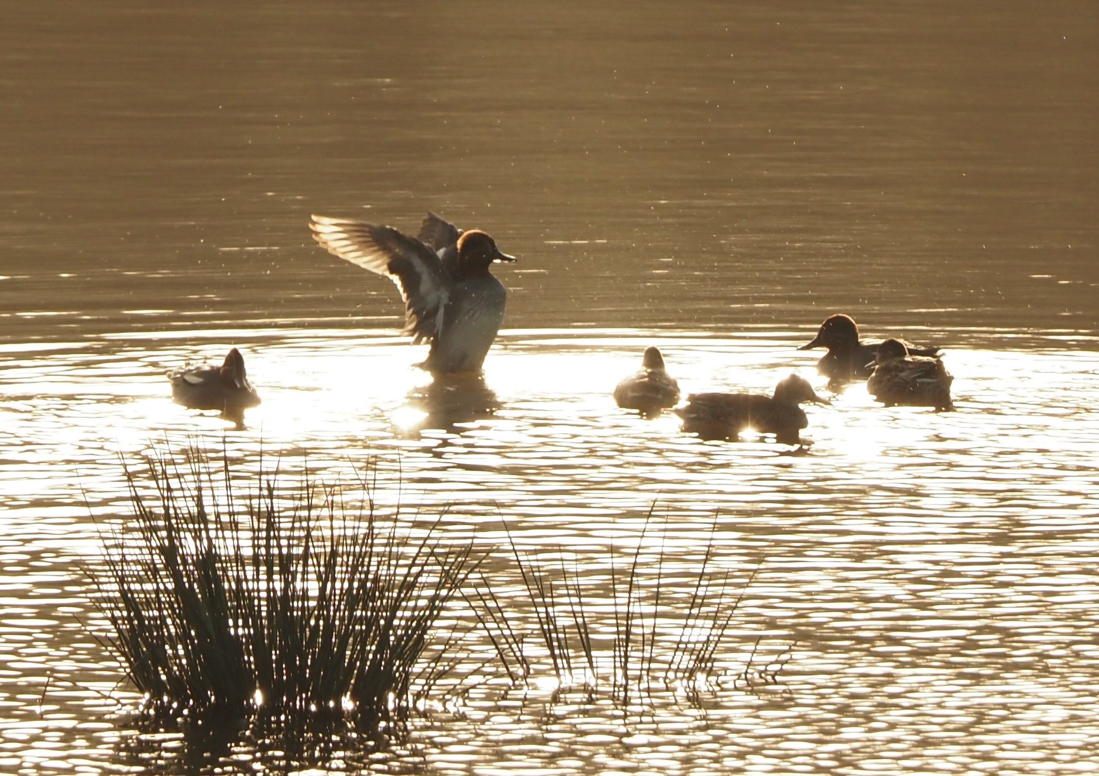 2020 01 16 calstock wetlands teal 01