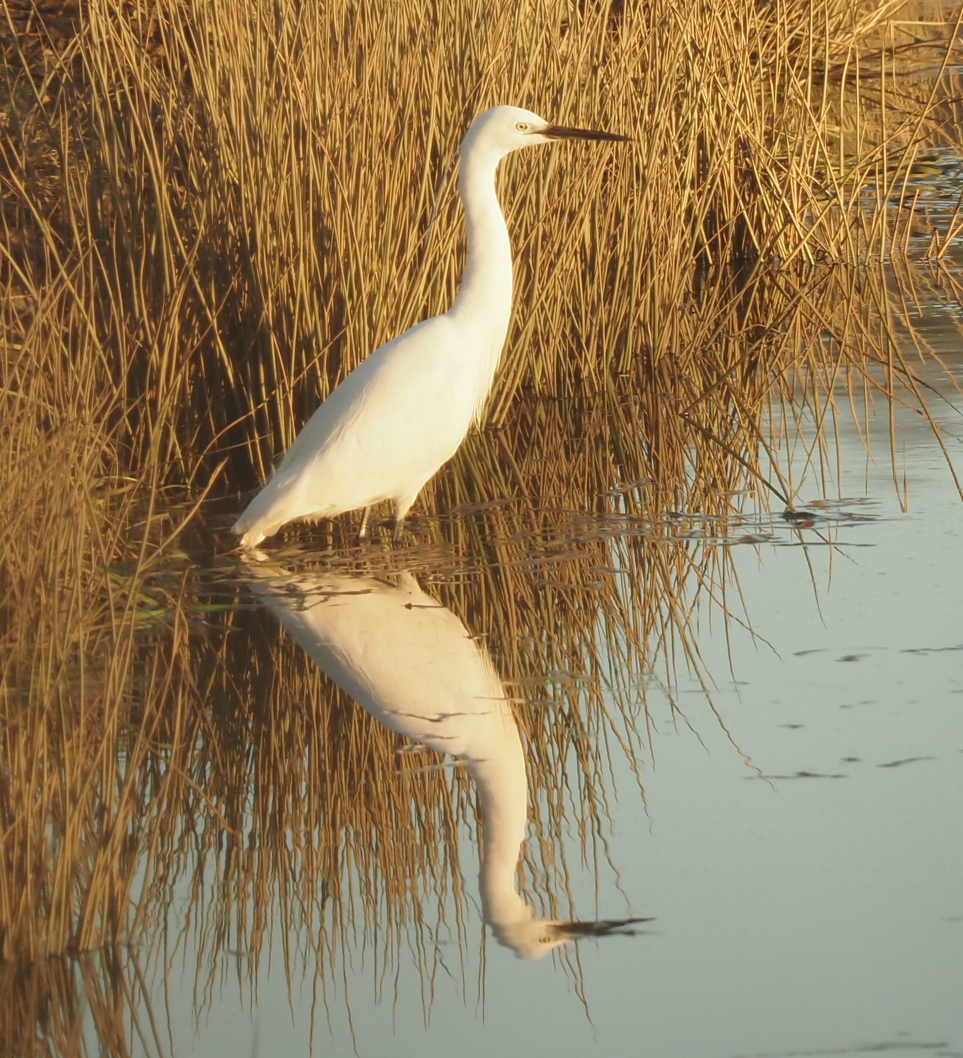 2022 01 17 calstock wetlands little egret 01 1