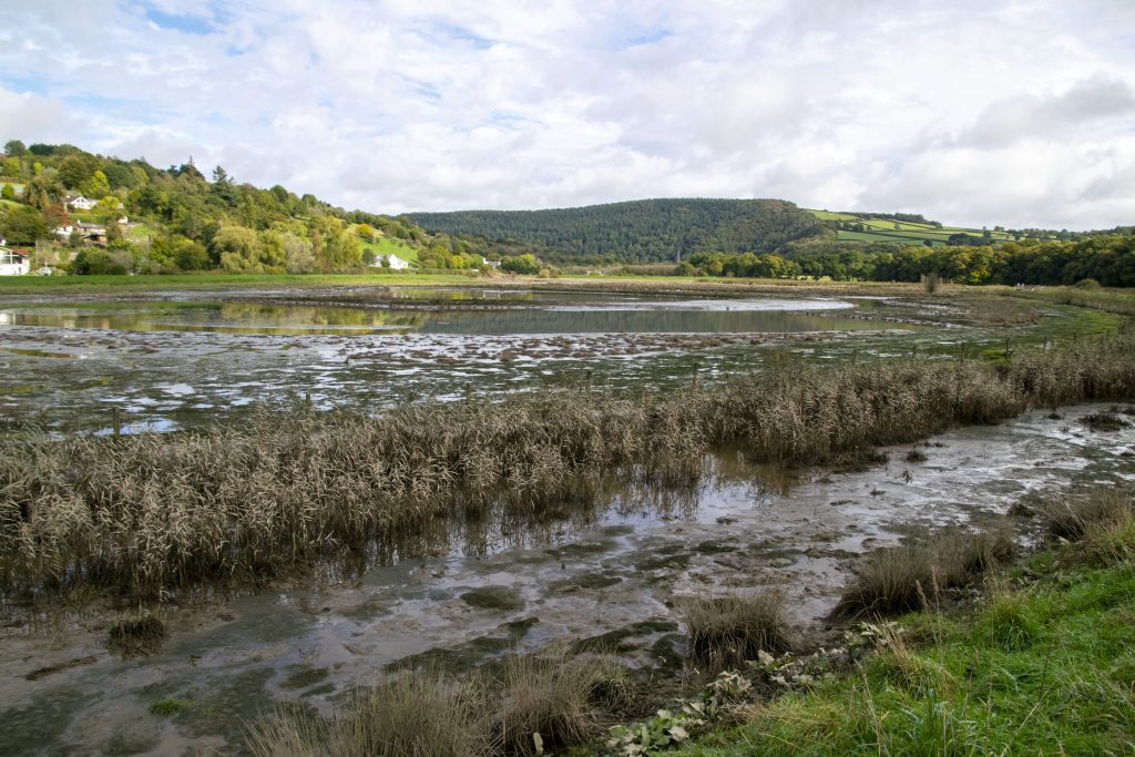 wetlands marsh view