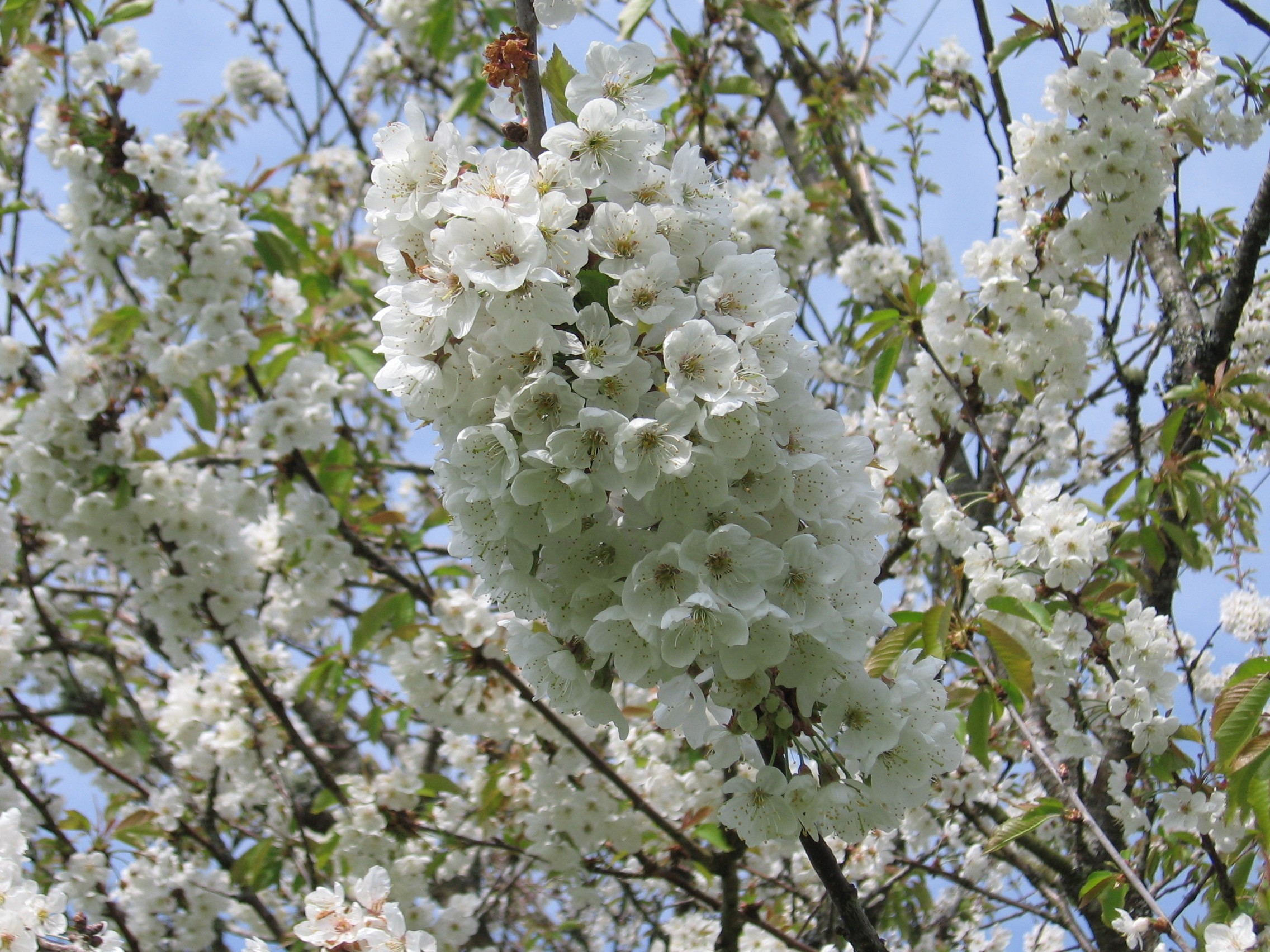 close up blossom orchard