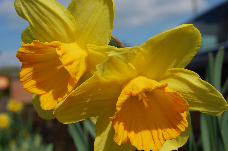 2009 05 13 daffodils