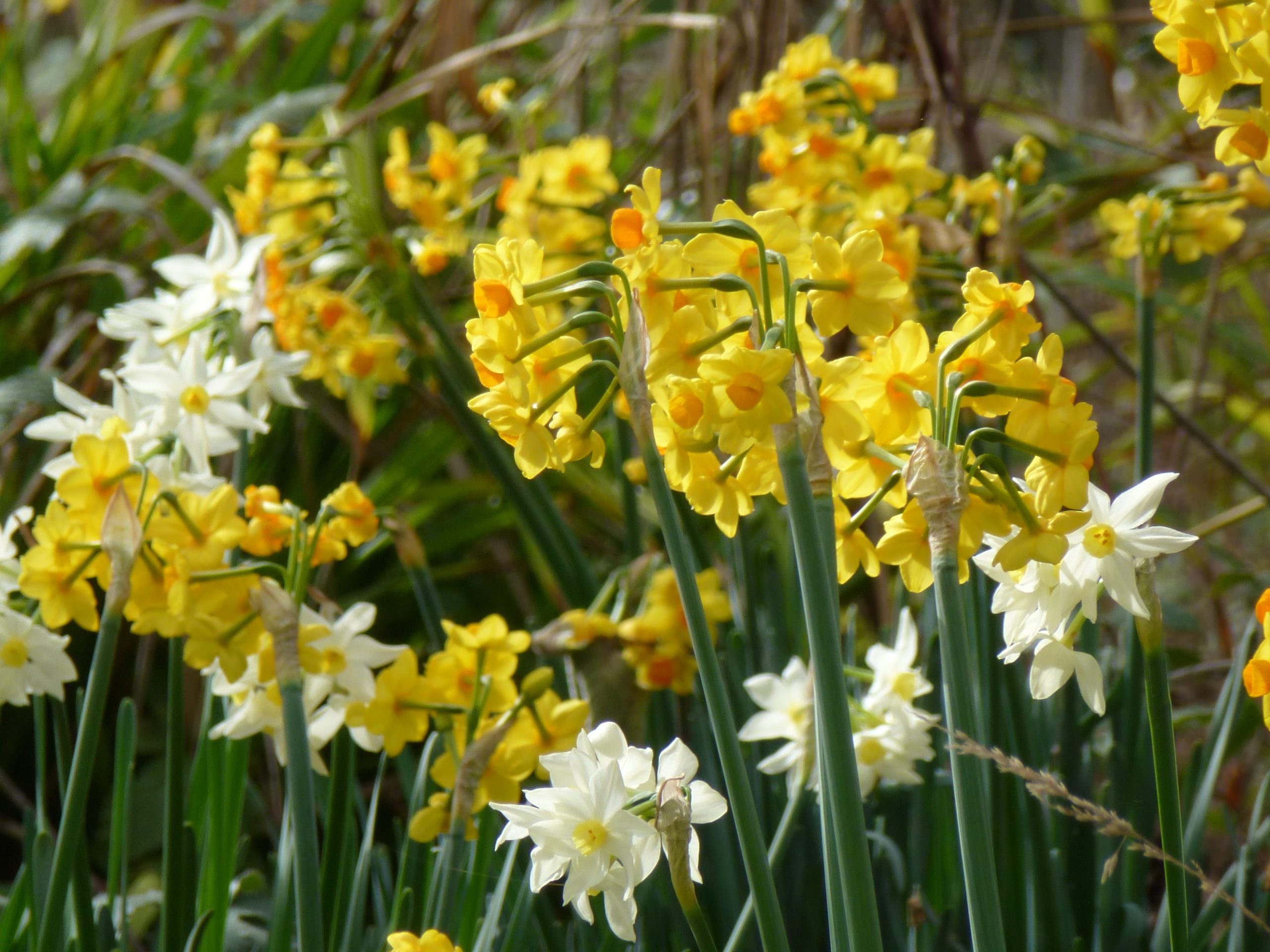 2014 02 26 daffodils denham scaled
