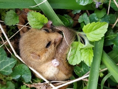 dormouse project 8