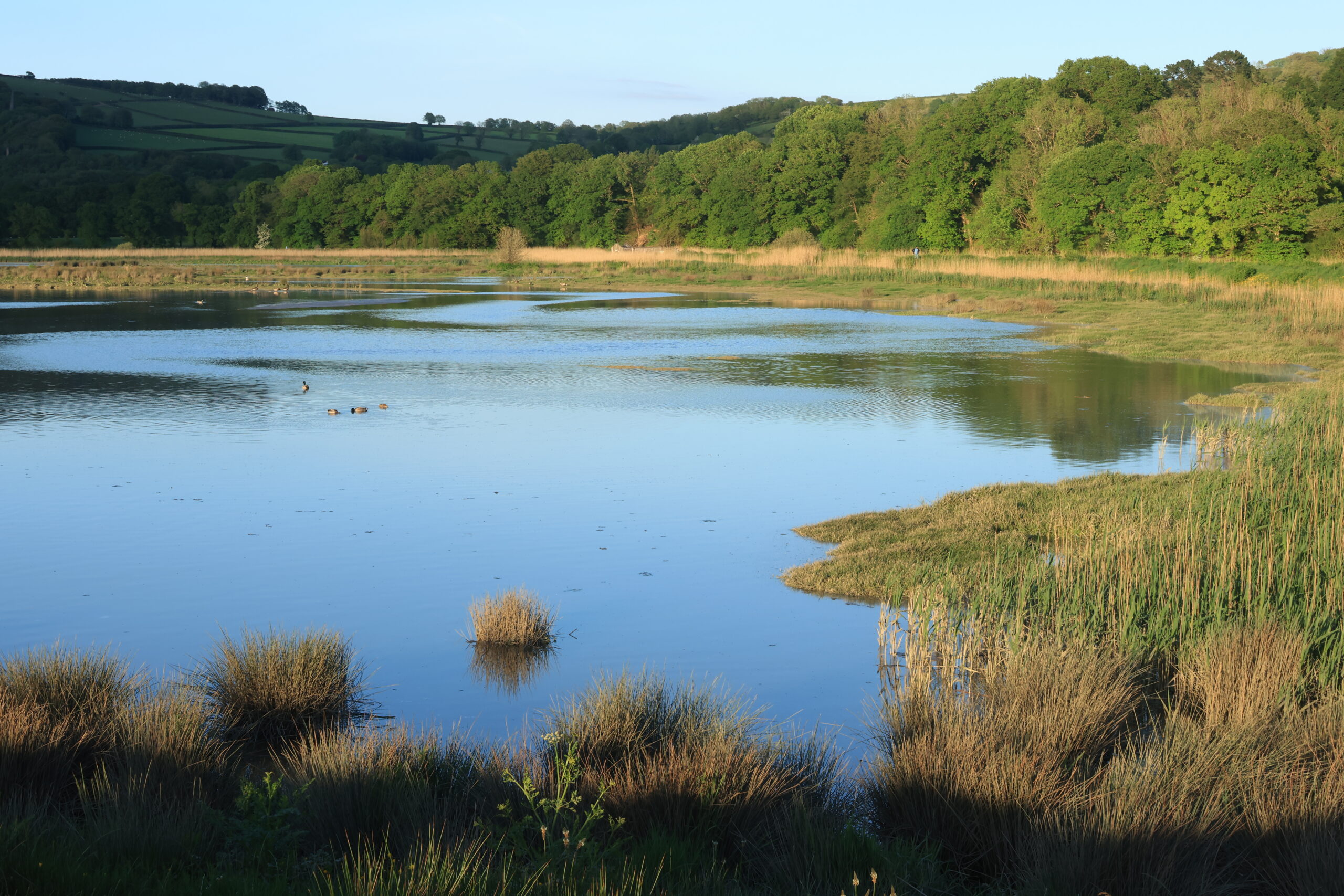 wetlands photo 1