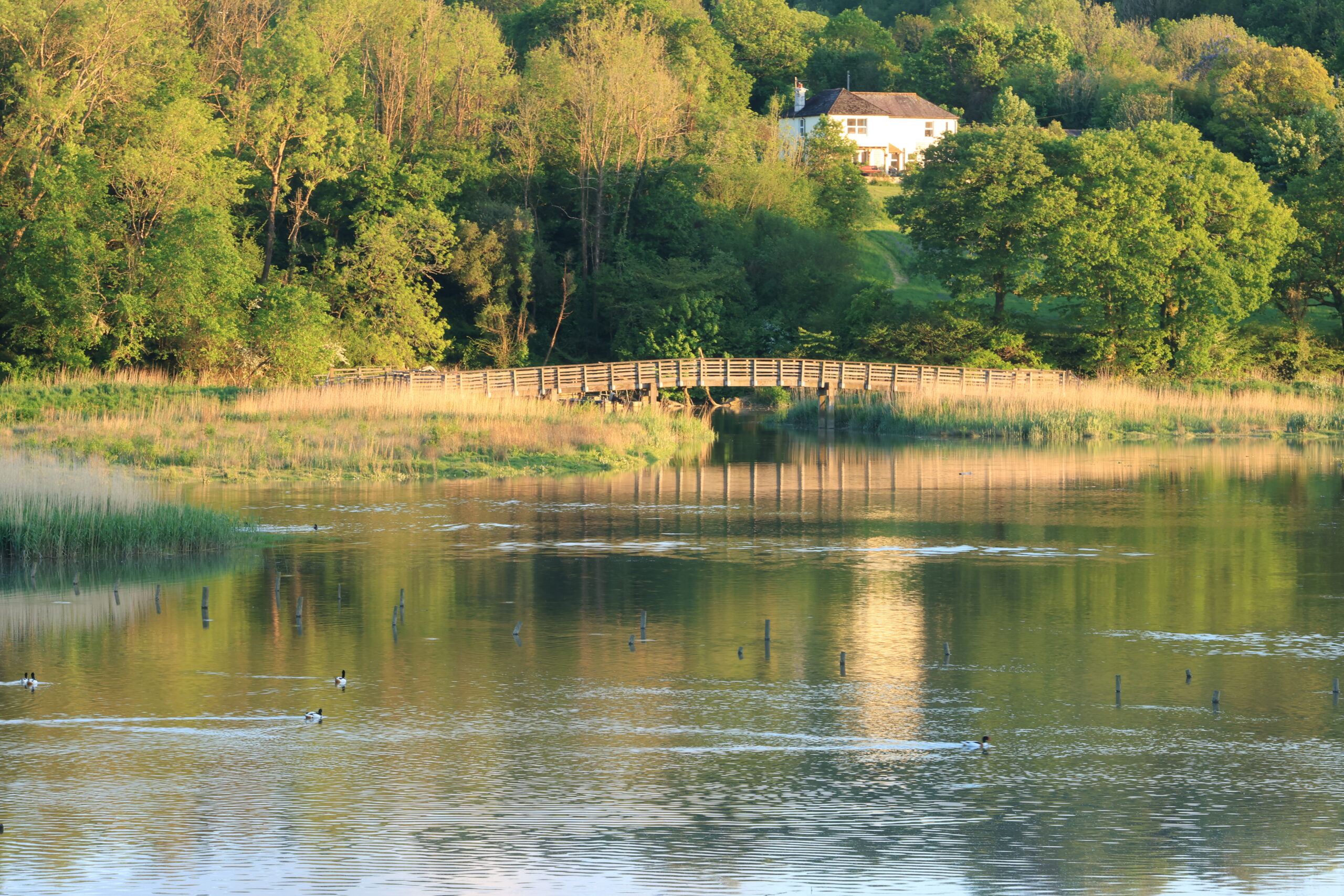 wetlands photo 2