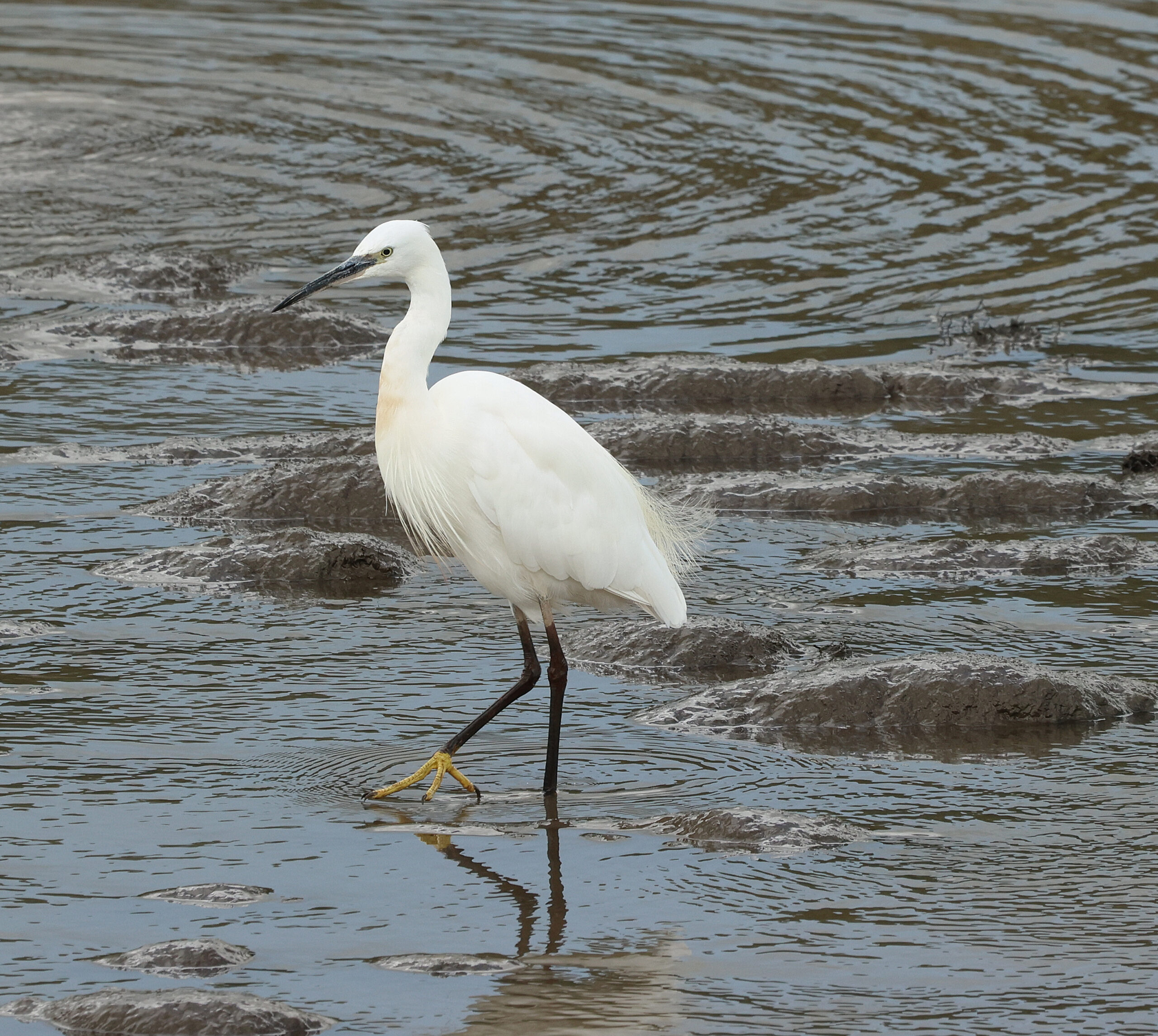 egret 3 (2)