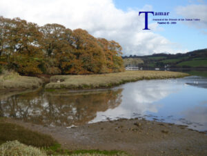 Tamar Journals vol 42 2020